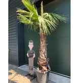 Hardy Mexican palm tree for your garden? Free shipping