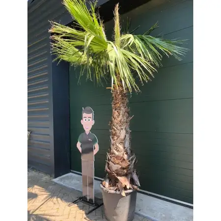 Hardy Mexican palm tree for your garden? Free shipping