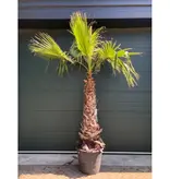 Winterharte mexikanische Palme für Ihren Garten? Kostenloser Versand