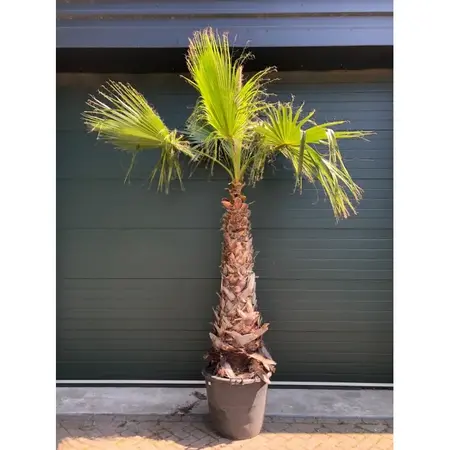 Hardy Mexican palm tree for your garden? Free shipping