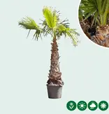 Winterharte mexikanische Palme für Ihren Garten? Kostenloser Versand