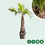 Winterharde Mexicaanse Palmboom voor je tuin? Gratis verzending