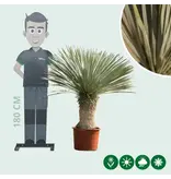 Yucca Rostrata Palm Lily - Hardy Desert Plant Free Home Delivery