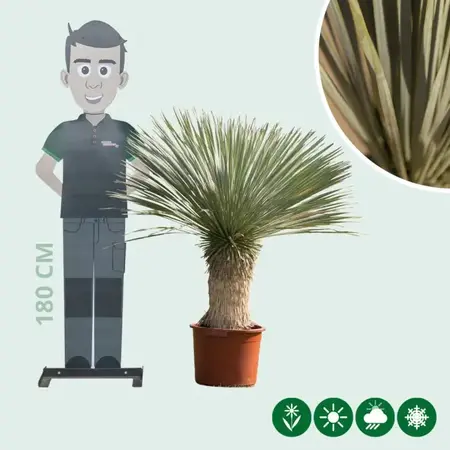 Yucca Rostrata Palmlelie - Winterharde Woestijn Plant Gratis Thuis Bezorgd