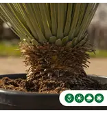 Yucca Rostrata Palmlilie – Winterharte Wüstenpflanze Kostenlos nach Hause geliefert