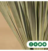 Yucca Rostrata Palmlelie - Winterharde Woestijn Plant Gratis Thuis Bezorgd