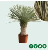 Yucca Rostrata Palmlelie - Winterharde Woestijn Plant Gratis Thuis Bezorgd