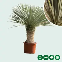 Yucca Rostrata Palm Lily - Hardy Desert Plant - Garden-Select.nl