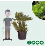Dwergpalm Meerstammig - Europese Dwergpalm Kopen? - Gratis Levering