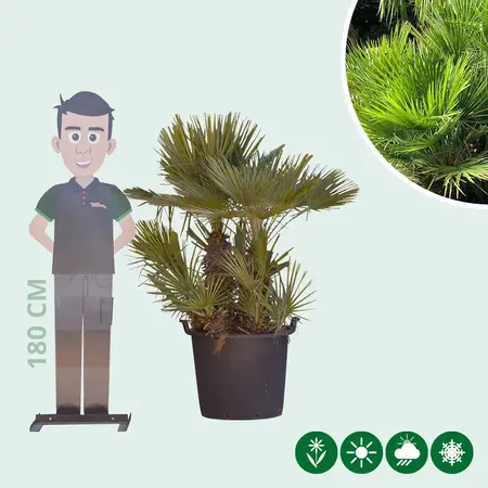 Dwarf palm multi-stemmed - European dwarf palm for sale? - Free Delivery