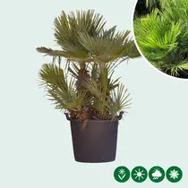 Dwarf palm Multi-stemmed