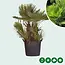 Dwarf palm multi-stemmed - European dwarf palm for sale? - Free Delivery