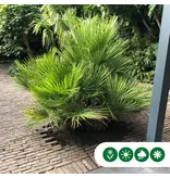 Dwergpalm Meerstammig - Europese Dwergpalm Kopen? - Gratis Levering