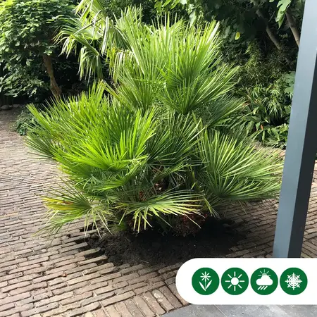 Dwergpalm Meerstammig - Europese Dwergpalm Kopen? - Gratis Levering