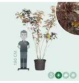 Red Persian Sleep Tree Multi-stemmed - Delivered from stock and free delivery