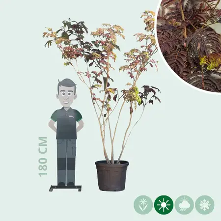 Rode Perzische Slaapboom Meerstammig - Uit Voorraad Geleverd en Gratis Bezorging