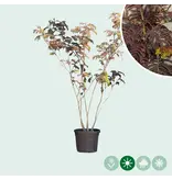 Red Persian Sleep Tree Multi-stemmed - Delivered from stock and free delivery