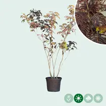 Red Persian Sleep Tree Multi-stemmed