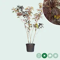 Red Persian Sleep Tree Multi-stemmed