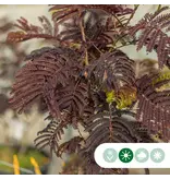 Red Persian Sleep Tree Multi-stemmed - Delivered from stock and free delivery