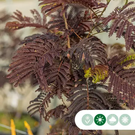 Red Persian Sleep Tree Multi-stemmed - Delivered from stock and free delivery