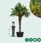 Chinese waaierpalm 180 cm stamhoogte - Gratis Bezorgd en Direct Geleverd