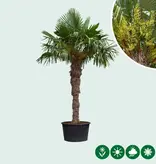 Chinese waaierpalm 180 cm stamhoogte - Gratis Bezorgd en Direct Geleverd