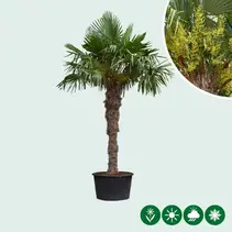 Chinese fan palm 180 cm trunk height