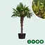 Chinese waaierpalm 180 cm stamhoogte - Gratis Bezorgd en Direct Geleverd