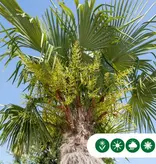 Chinese waaierpalm 180 cm stamhoogte - Gratis Bezorgd en Direct Geleverd