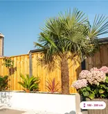 Chinese fan palm 180 cm trunk height - Free Delivery and Immediate Delivery