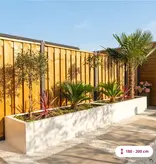 Chinese fan palm 180 cm trunk height - Free Delivery and Immediate Delivery