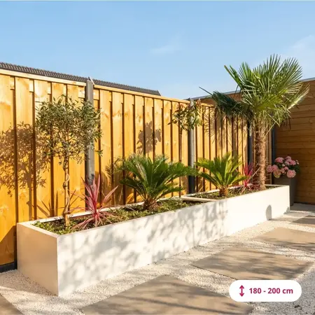 Chinese fan palm 180 cm trunk height - Free Delivery and Immediate Delivery