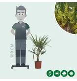3 Chinese Waaierpalmboompjes 15 cm stamhoogte - Voordelig Kopen? Garden Select
