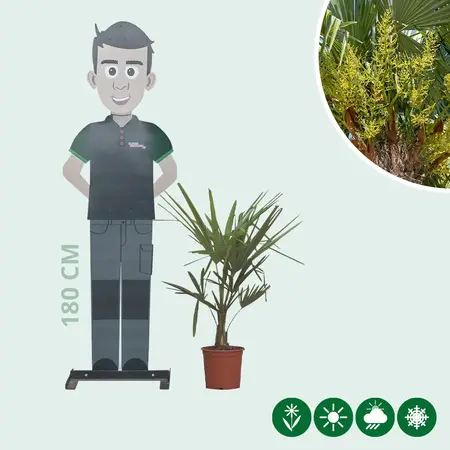 3 chinesische Fächerpalmen 15 cm Stammhöhe – günstig kaufen? Garden Select