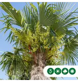 3 chinesische Fächerpalmen 15 cm Stammhöhe – günstig kaufen? Garden Select