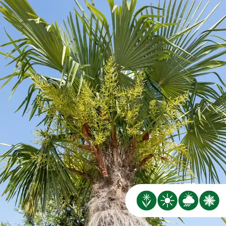 3 Chinese Waaierpalmboompjes 15 cm stamhoogte - Voordelig Kopen? Garden Select