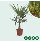 3 Chinese Waaierpalmboompjes 15 cm stamhoogte - Voordelig Kopen? Garden Select