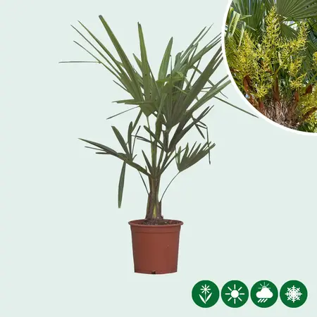 3 Chinese Fan Palm Trees 15 cm trunk height - Buy at a low price? Garden Select