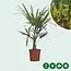 3 Chinese Waaierpalmboompjes 15 cm stamhoogte - Voordelig Kopen? Garden Select