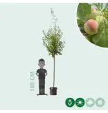 Large plum tree Opal 300 - 400 cm. - Delivered directly from stock - Garden Select