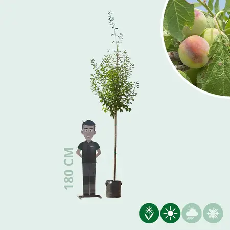 Grote pruimenboom Opal 300 - 400 cm. - Direct Uit Voorraad Geleverd - Garden Select