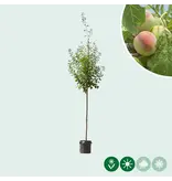 Großer Pflaumenbaum Opal 300 - 400 cm. - Direkt ab Lager lieferbar - Garden Select