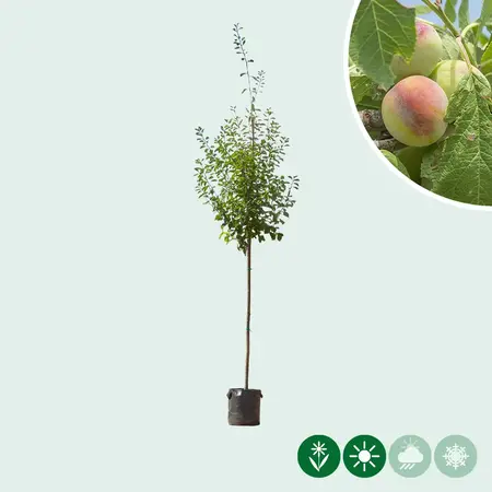 Grote pruimenboom Opal 300 - 400 cm. - Direct Uit Voorraad Geleverd - Garden Select