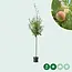 Grote pruimenboom Opal 300 - 400 cm. - Direct Uit Voorraad Geleverd - Garden Select
