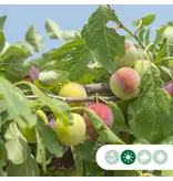 Großer Pflaumenbaum Opal 300 - 400 cm. - Direkt ab Lager lieferbar - Garden Select