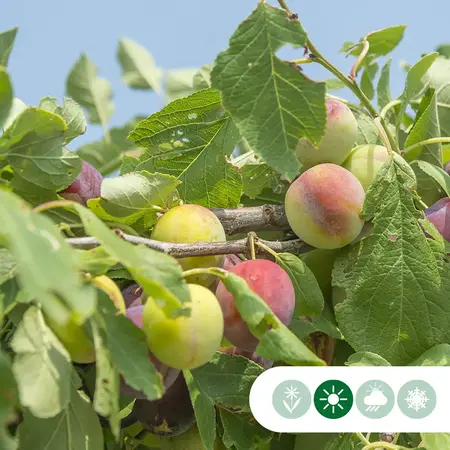 Large plum tree Opal 300 - 400 cm. - Delivered directly from stock - Garden Select