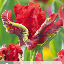 Tulpe Seadov Parrot – Neu - 5 Blumenzwiebeln