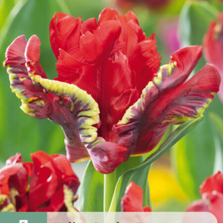Jub Holland Parkiet Tulp Seadov Parrot heeft een rode bloemkleur met donkere vlammen op de bloem.