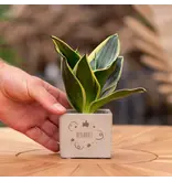 Congreet® plant pots - Small - Thank you - Giveaway - Personalised Thank You Gifts